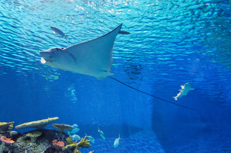 Stingray in the clear water