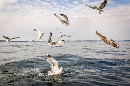 Seagull birds waiting for fish restsの写真素材