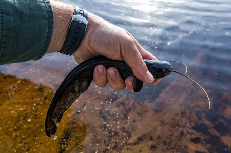 Fresh caught small catfish from the lakeの写真素材