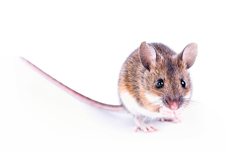 Field mouse isolated on white backgroundの写真素材