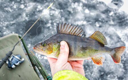 Winter perch fishing trophy