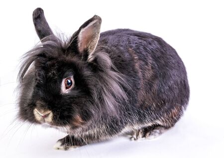 Dwarf rabbit isolated on white backgroundの写真素材