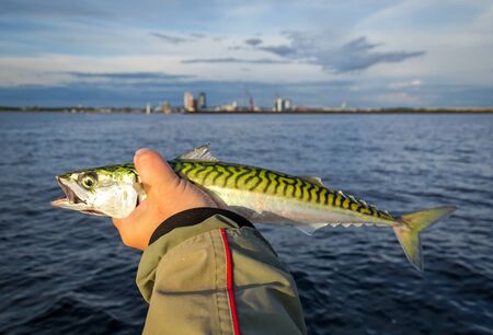 Mackerel evening fishing in Swedenの写真素材
