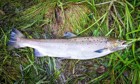 Fresh caught salmon fish on the grassの写真素材