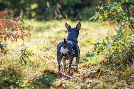 The rear of pincher dog in forest trialの写真素材