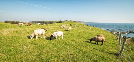 Sheep herd on Swedish sea coastの写真素材