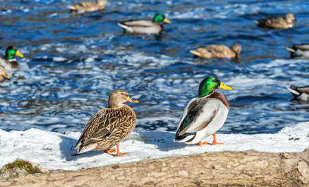 European ducks in March seasonの写真素材