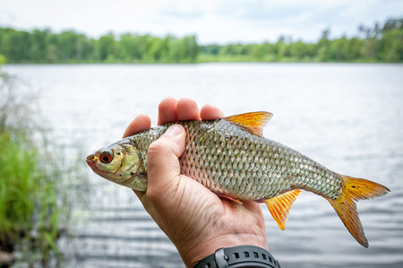 Lake roach fishing trophy