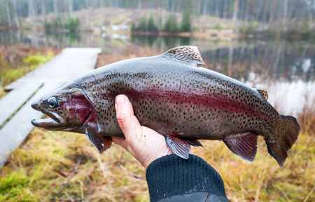 Angler holding a male troutの写真素材