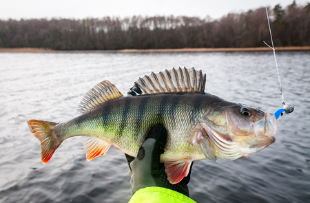 Winter perch fishing on softbaits