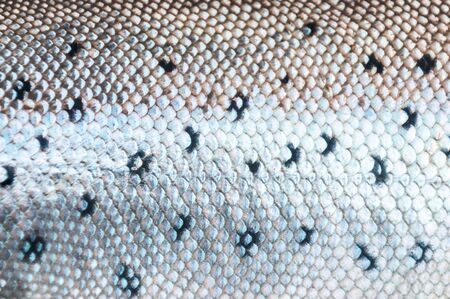 Silver sea trout skin patternの写真素材