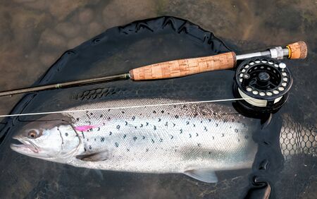 Sea trout - fly fishing concept