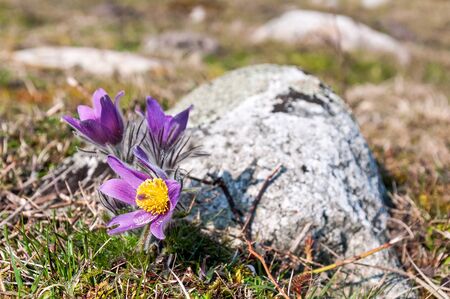 Blooming pasque-flowers in april