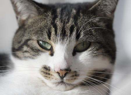 Sleepy cat portraitの写真素材