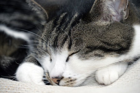 Cute tabby cat relaxing on a sofaの写真素材