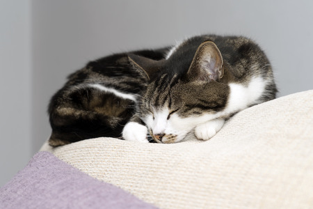 Cute tabby cat relaxing on a sofaの写真素材