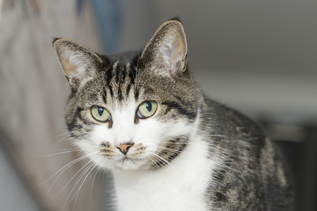 Cute tabby cat looking out of a windowの写真素材