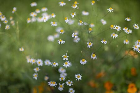 chamomile in a large summer fieldの写真素材