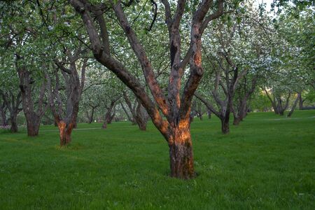 apple treesの写真素材