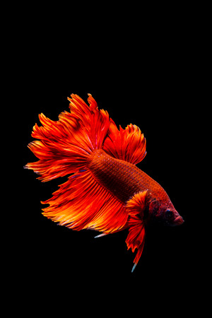 Fighting fish Red