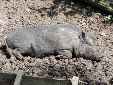 A young vietnamese pot-bellied pig, which takes a break の写真素材