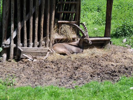 A Capricorn, which inserts a rest in the shade の写真素材