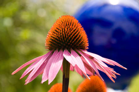 Echinacea and Blue Ballの写真素材
