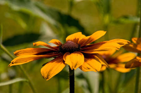 Rudbeckiaの写真素材