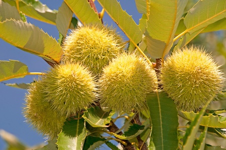 Chestnuts Iの写真素材