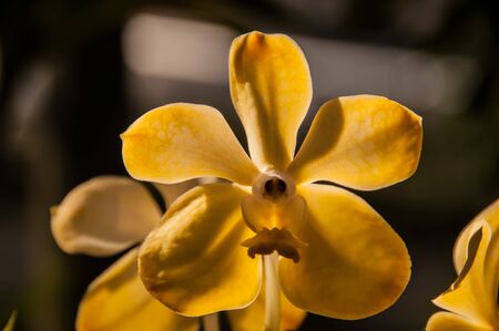 Orchid Vana yellow IIの写真素材