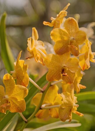 Orchid Vandaの写真素材