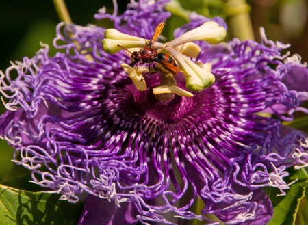 Passifloraの写真素材