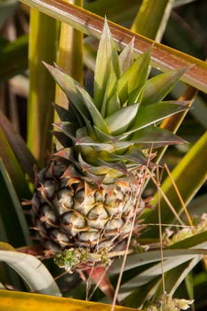 Pineapleの写真素材