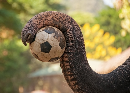 Elephant in a camp want to play soccerの写真素材