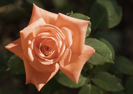 beautiful red rose in a romantic garden sceneryの写真素材
