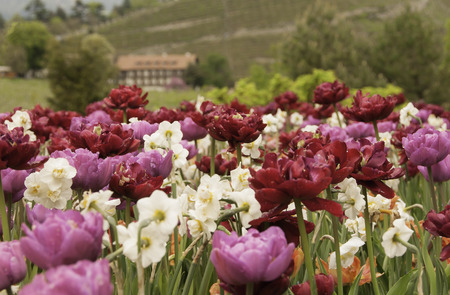 beautiful tulip meadow after a short rain in springの写真素材