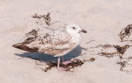 Seagull at the Beach of the Baltic Seaの写真素材