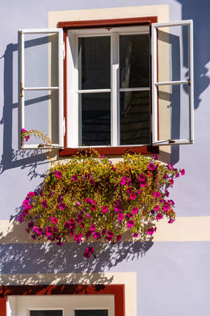 Old Window and Petunia on a sunny summer dayの写真素材