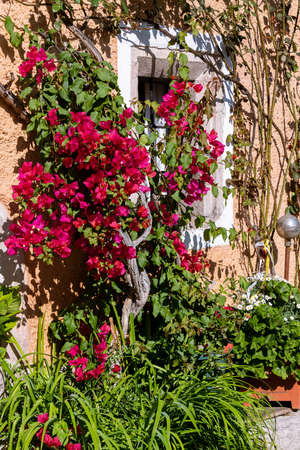 Purple Bougainvillea and Window on a sunny dayの写真素材