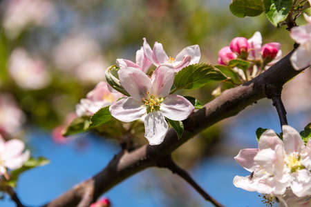 Apple Blossom On A Sunny Morning In Springtimeの写真素材