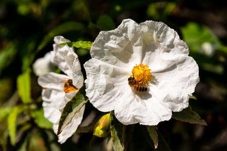 Blooming Franklin Tree In An Italian Garden In Tuscanyの写真素材