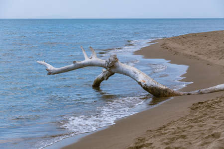 Driftwood At The Beach In Marina Di Alberese, Tuscany