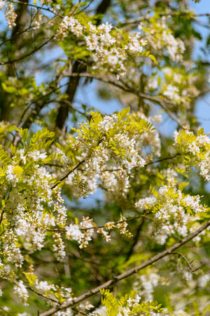 Robinia Tree In Flower On A Sunny Dayの写真素材