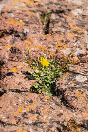 Flower Growing An A Stone Wall - Lakes In Tuscanyの写真素材