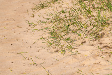 Grass Witholding The Sand On The Beachの写真素材