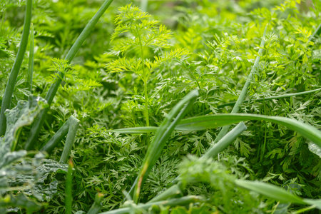 Carrots And Onions Growing In Our Garden After Rain