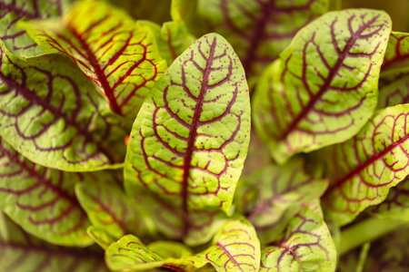 Beautiful And Healthy Sorrel Leafs Cultivated In Our Gardenの写真素材