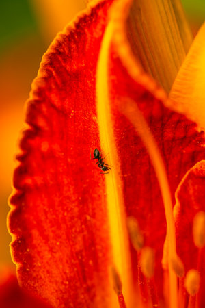 The Ant On The Daylily In Our Gardenの写真素材