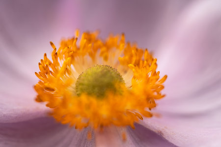 Pistil Of A Blooming Japanese Anemone On A Sunny Morningの写真素材