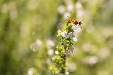 Bee Collecting Pollen On White Blooming Oregano
